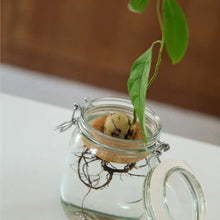 Afbeelding in Gallery-weergave laden, Pepin - Avocado Float x Gigi