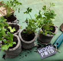 Load image into Gallery viewer, Plantenpot van Wol