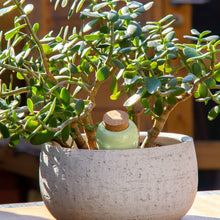 Load image into Gallery viewer, Olla - groen